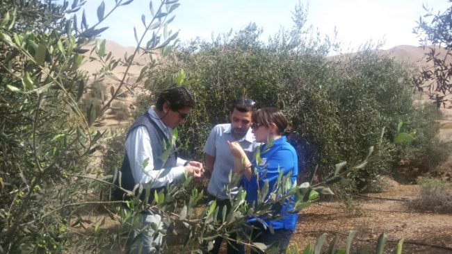 Visita a Olivos Alto Hospicio